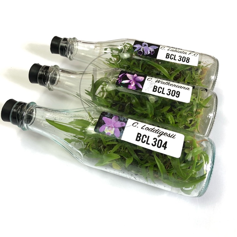 Bibit Anggrek Cattleya Botolan | Anggrek Cattleya Botol | Anggrek Cattleya