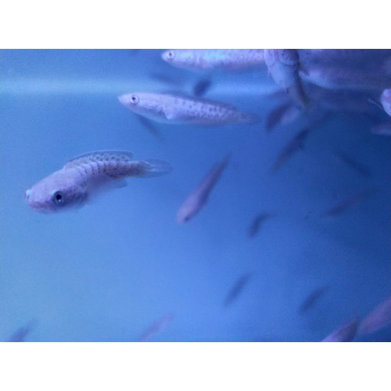 STEWARTI KARBIALONG CB 5-6CM