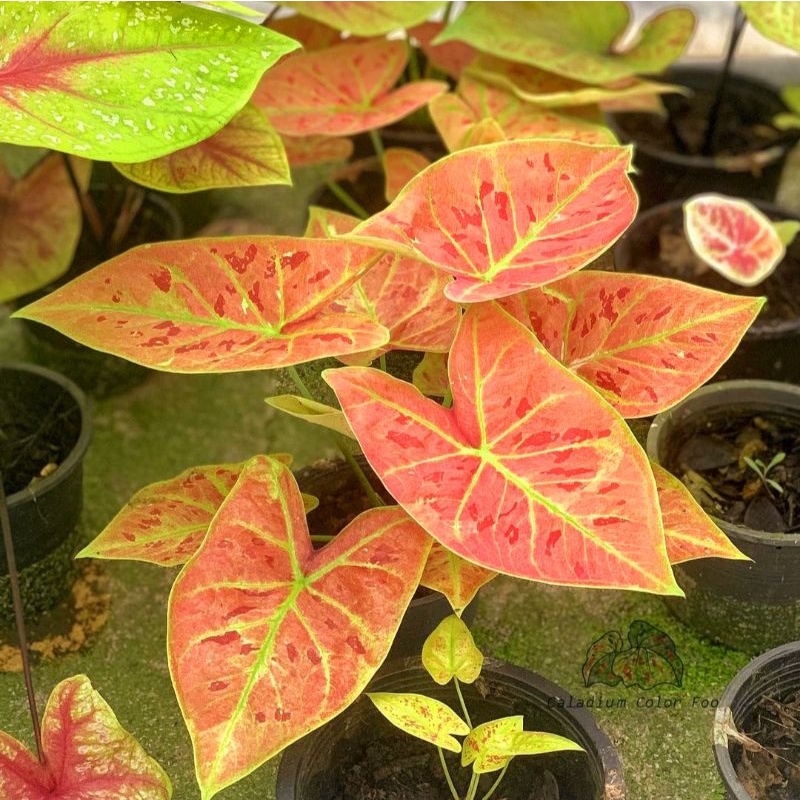 TANAMAN HIAS CALADIUM NEW WAVE KELADI NEW WAVE