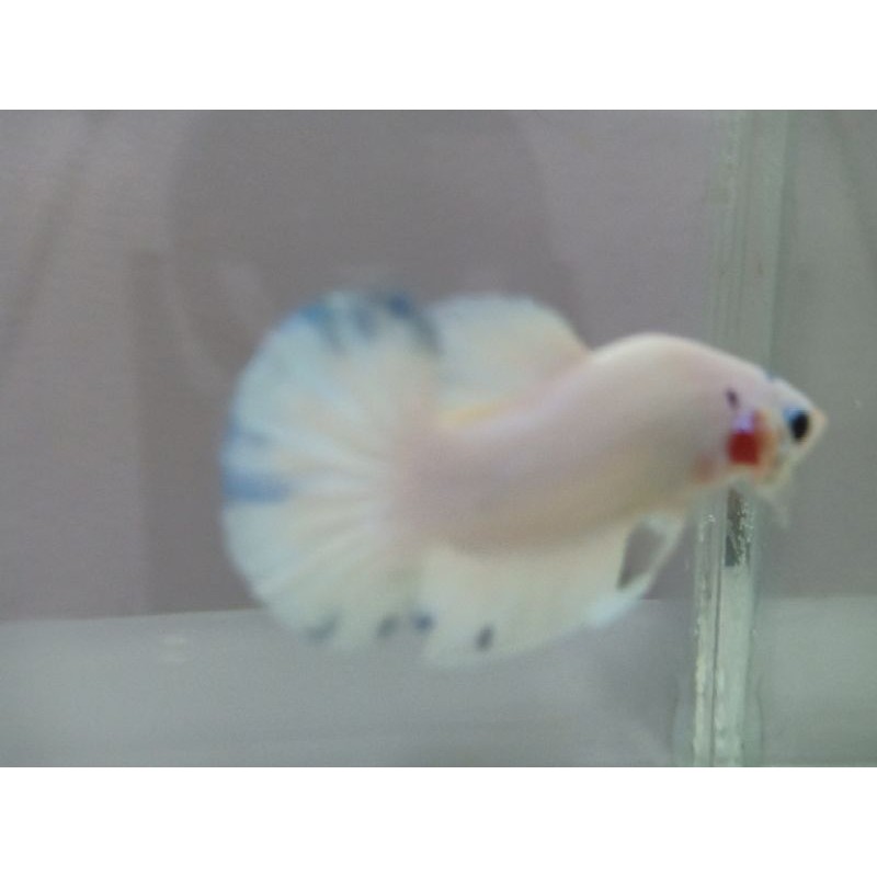

Ikan cupang blue rim real pict