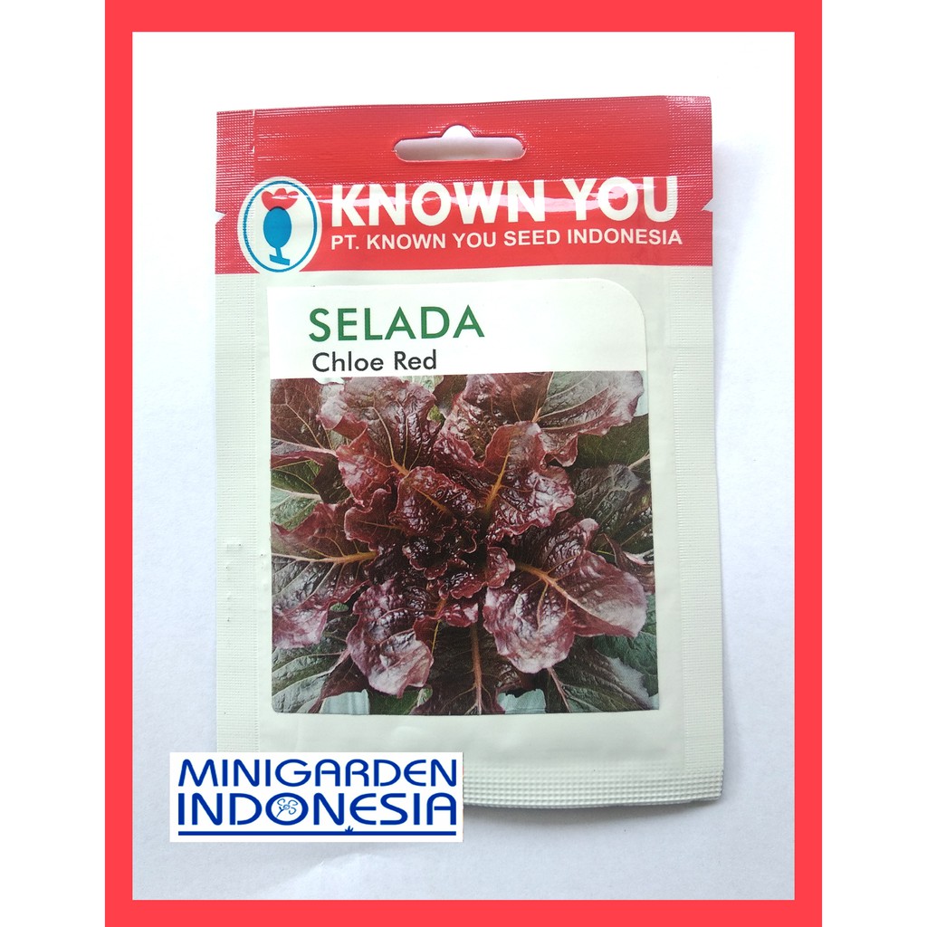 SELADA CHLOE RED 5 GRAM PACK KECIL biji Benih Selada merah Red lettuce Known You Seed bibit tanaman sayuran hidroponik