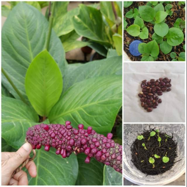 Biji Benih Anthurium Jemanii Cobra x Eka