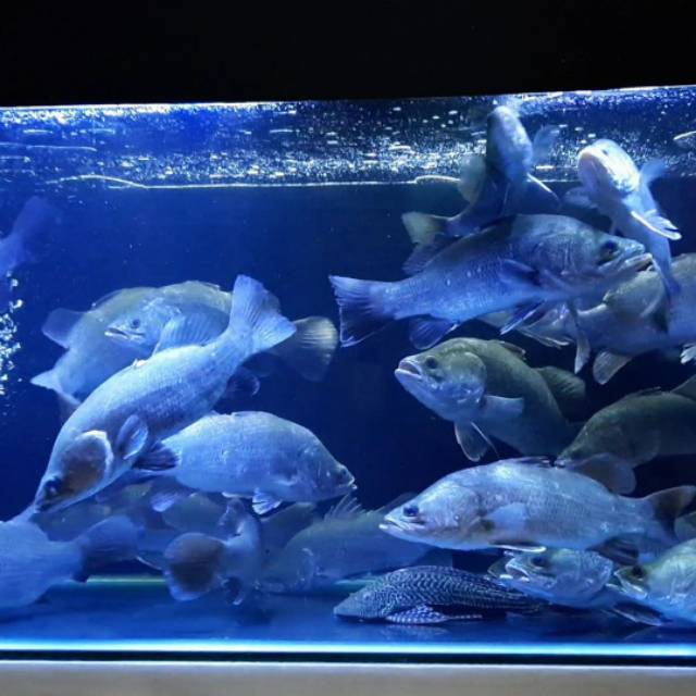 Hiasan Aquarium Ikan Hias Barramundi Air Tawar Ikan Hias Ikan Predator Aquascape Ikan Kakap Putih Shopee Indonesia