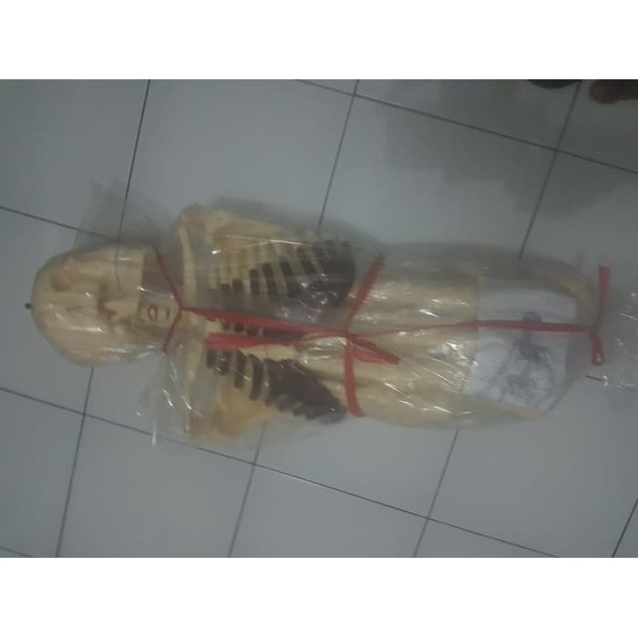 Model tengkorak kerangka manusia