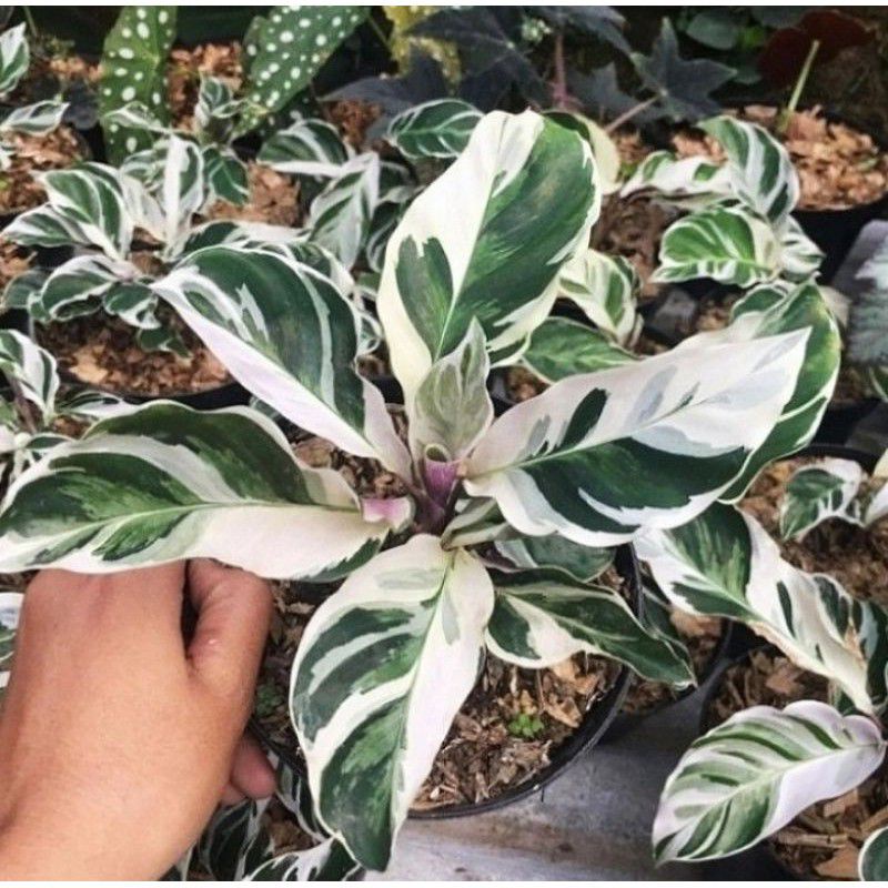 TANAMAN HIAS CALATHEA WHITE FUSION