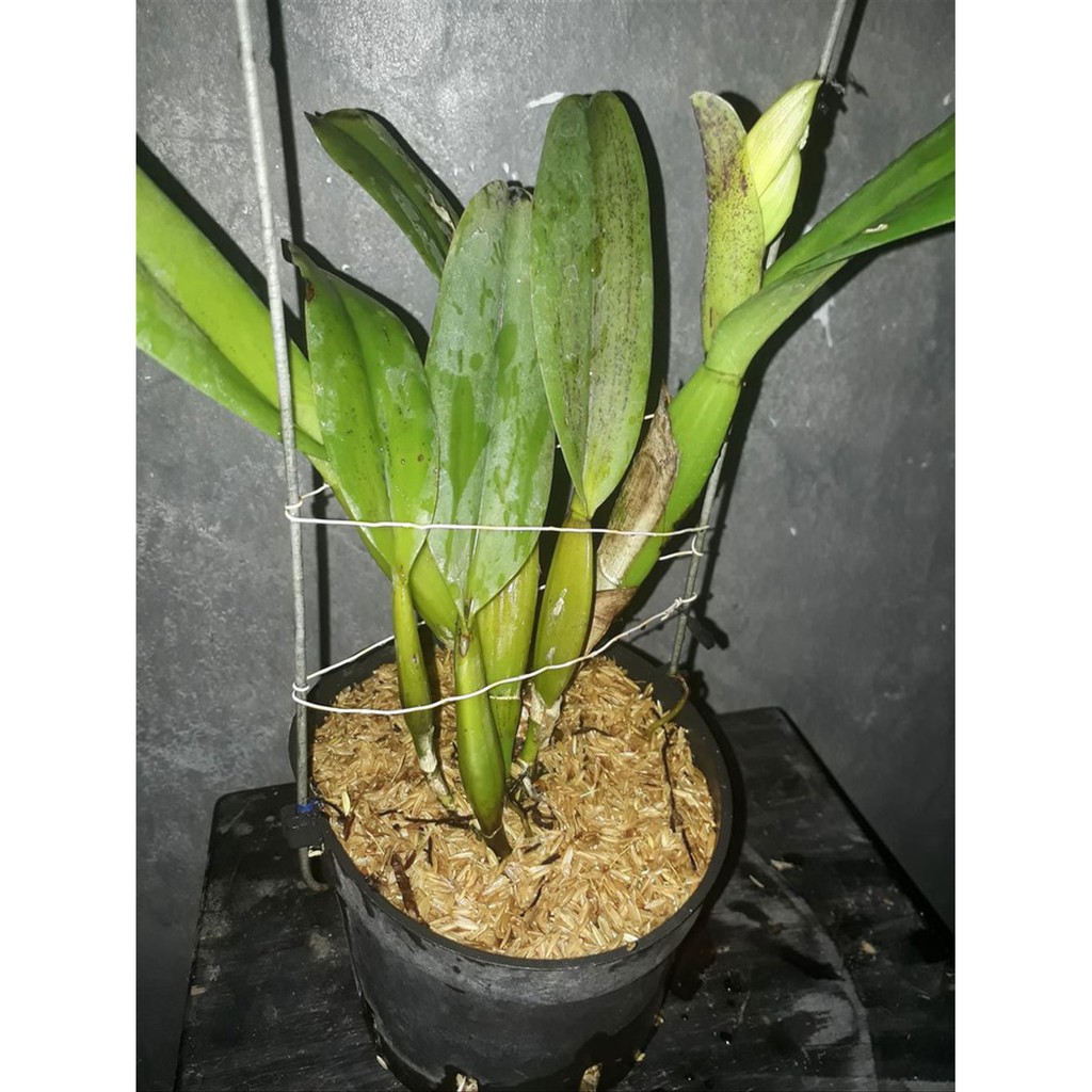 Cattleya Blc. White Spark Diskon