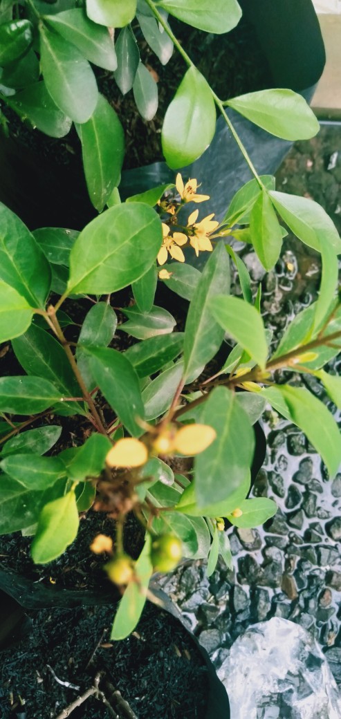 Shower Cap Karakter Topi Keramas Karakter Pelindung Rambut Anti Basah Penutup Lucu Animal