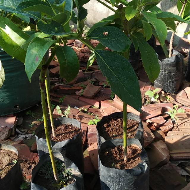 Bibit alpukat marcus,aligator,mentega,yamagata