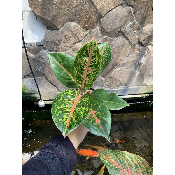 Aglaonema BIG PAPA