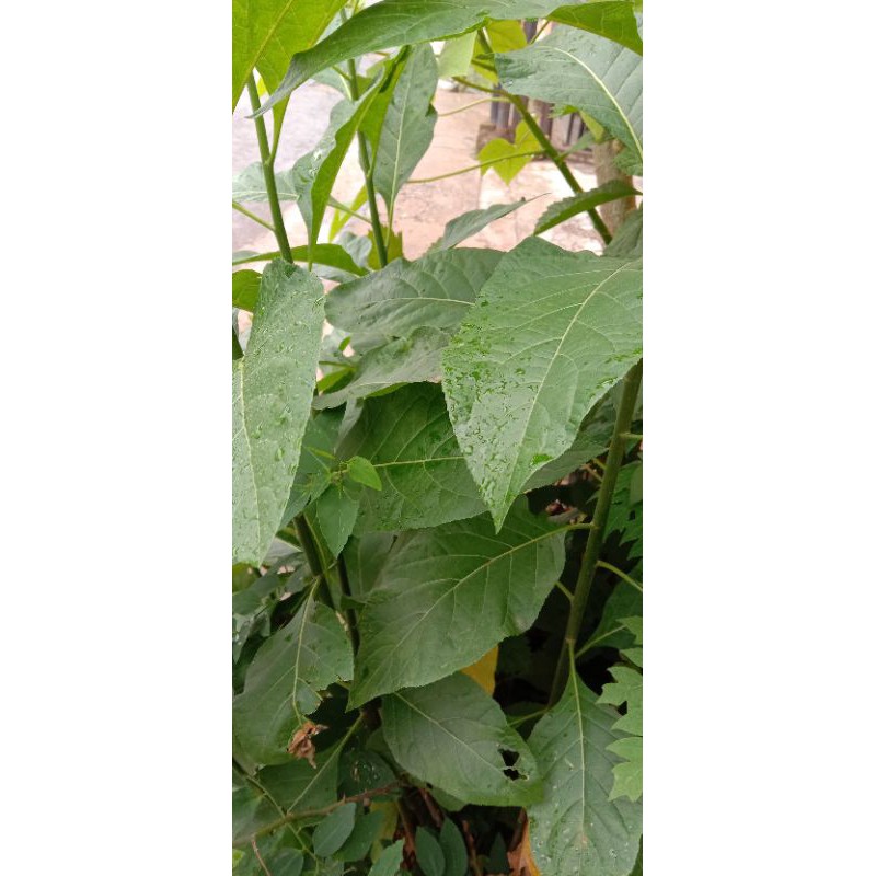 

Daun afrika segar 10 lembar