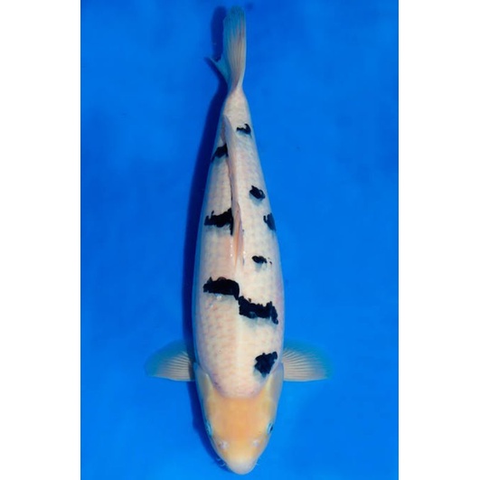 ikan koi shiro bekko ukiran 20 -22 cm