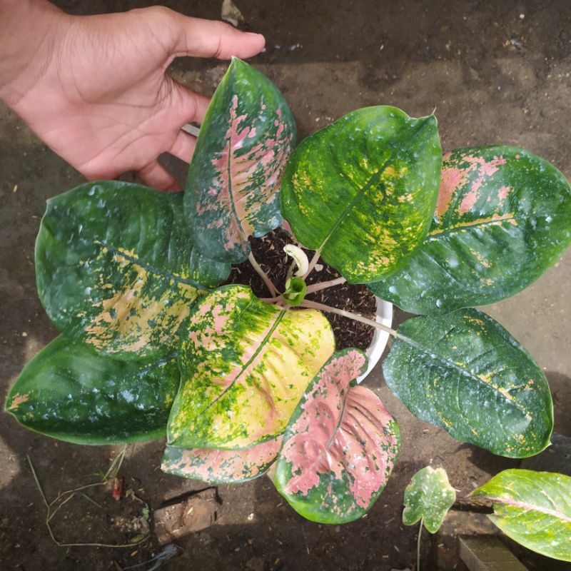 Aglonema Eboni Jumbo