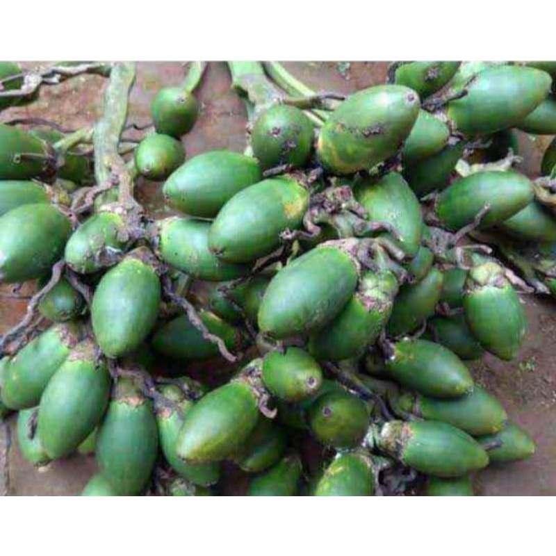 

buah pinang muda fres 1 kg