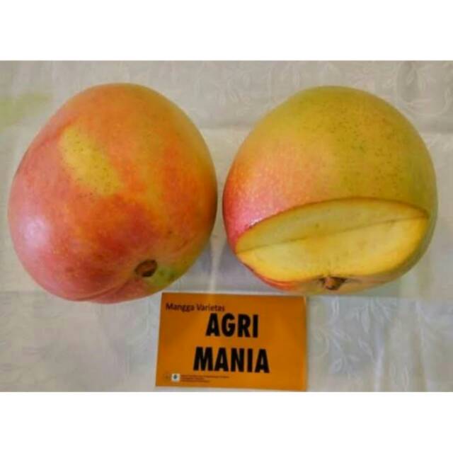 Bibit Mangga Agrimania/Tanaman Mangga Agrimania