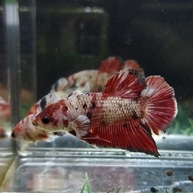 SEPASANG/ 1 PAIR IKAN CUPANG PK NEMO COPPER BIG EAR SIAP BREED 100% REALPICT (KODE AR18)