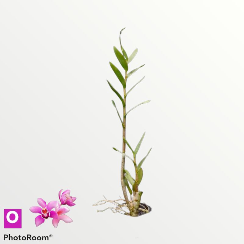 Anggrek dendrobium ririn triyani tanaman hias hidup siap bunga orchid