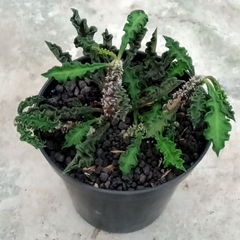 euphorbia decaryi