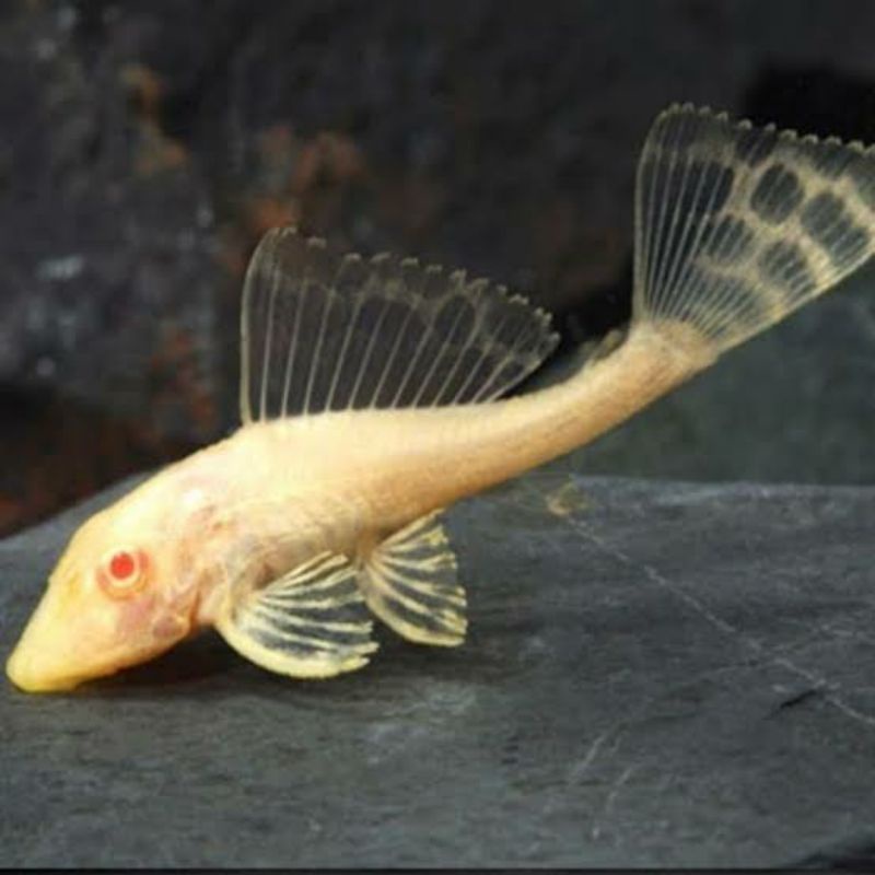 Gibicep pembersih bersih aquarium 12cm