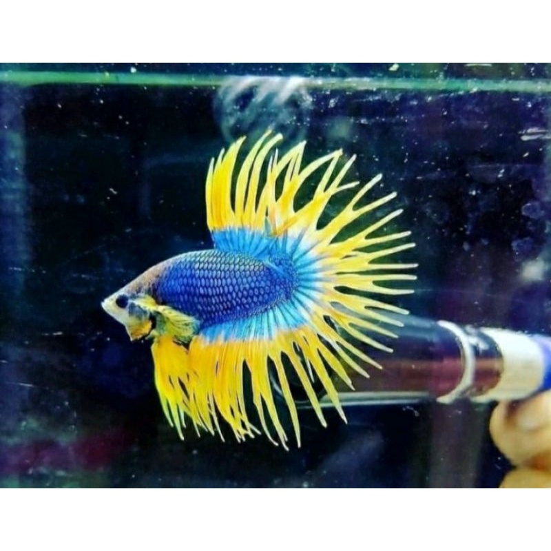 ikan cupang crowntail maskot