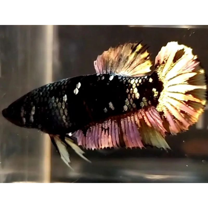 Cup4ng FEMALE Avatar Kuncop/Yellow Copper/hiasan Aquarium