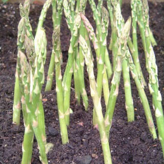 BIBIT ASPARAGUS / ASPARAGUS MARY WASHINGTON / HAIRA SEED