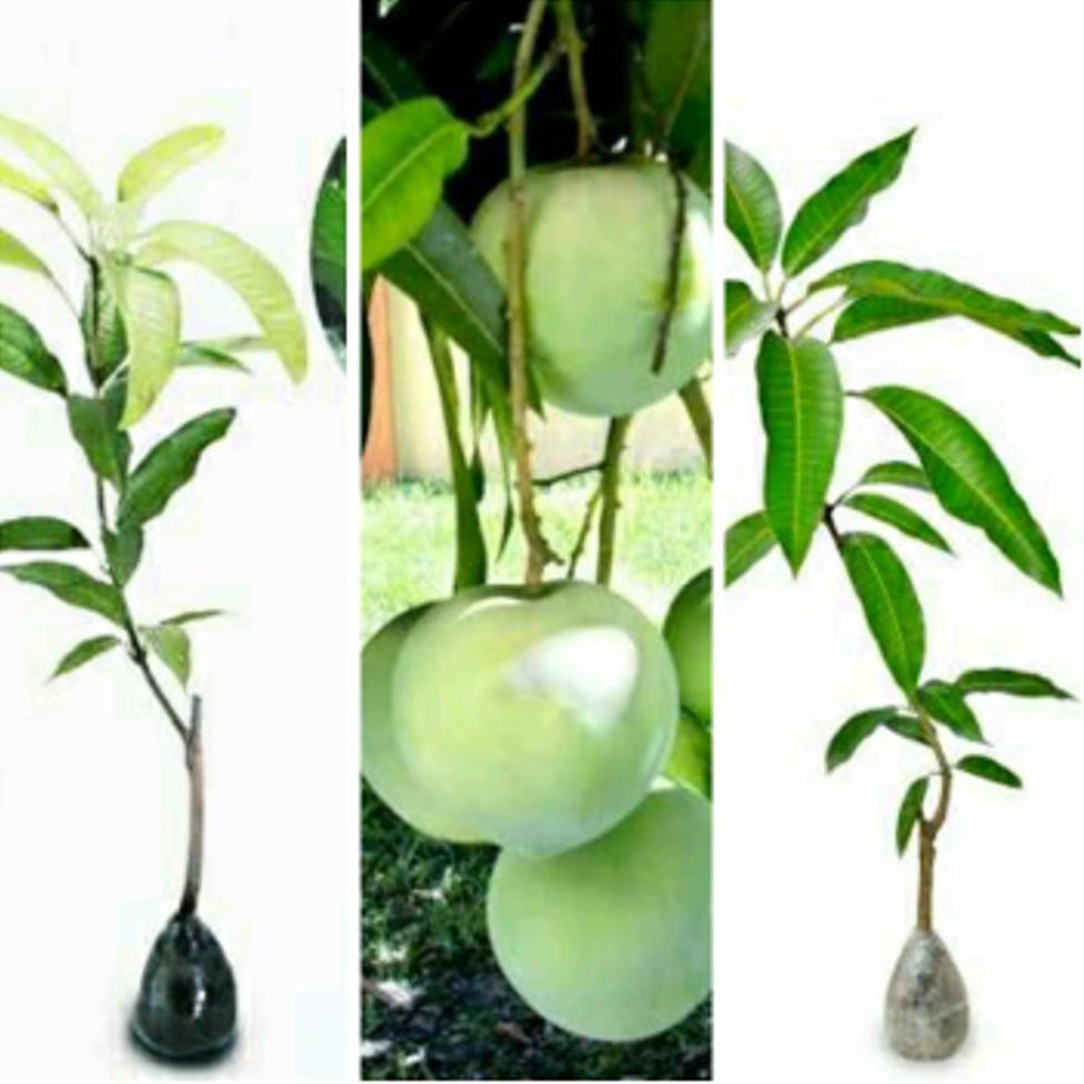 KW ASLI PAKET 3 BIBIT MANGGA (GADUNG, MANALAGI, MANGGA APEL) KW IMPORT