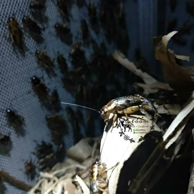 100 gram Jangkrik hidup HASIL TERNAK pakan reptil reptile gecko ikan burung