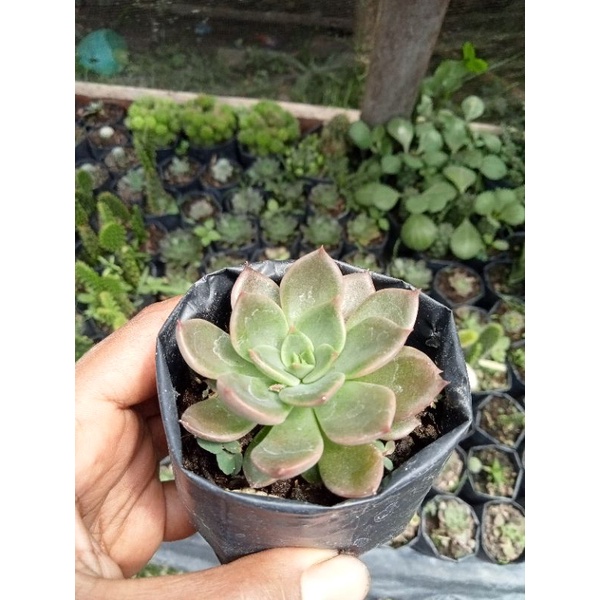 kaktus mawar mini/kaktus Pasaman/kaktus murah/ kaktus ownroot