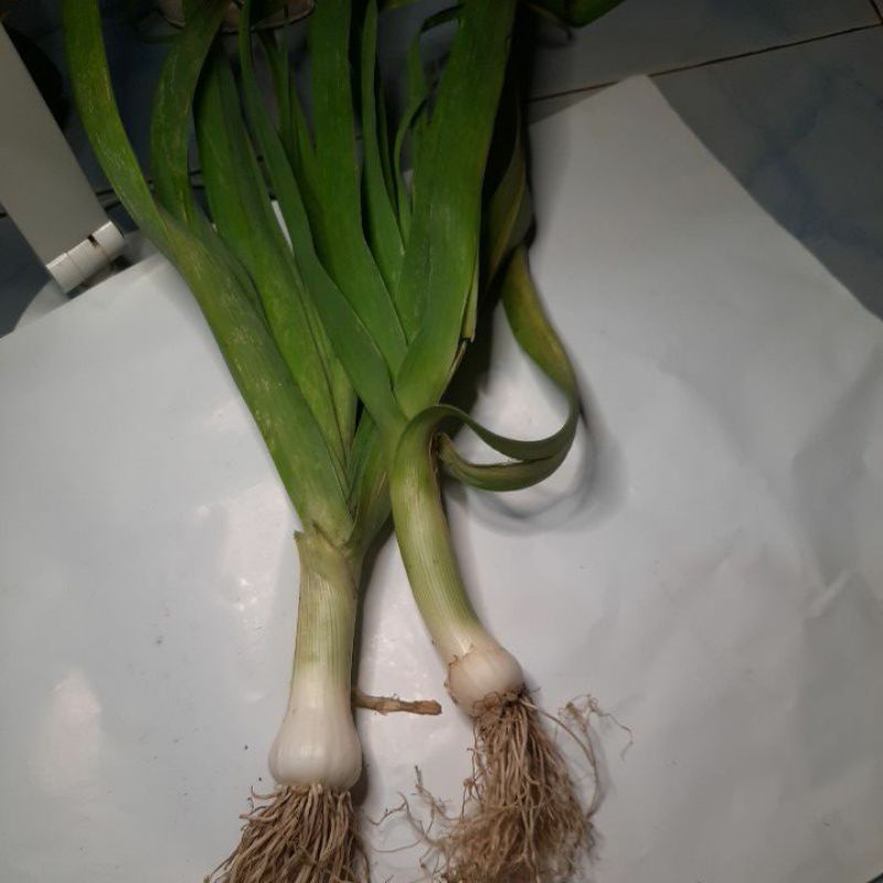 

DaunBawang
