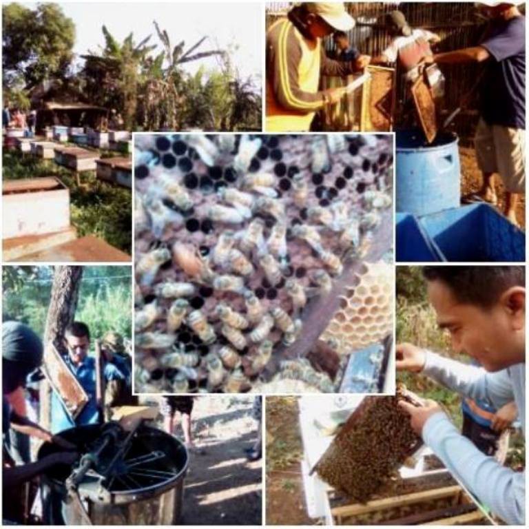 

Madu Al-Furqon