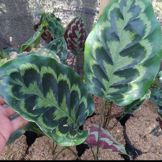  tanaman calathea merak  peacock Shopee Indonesia