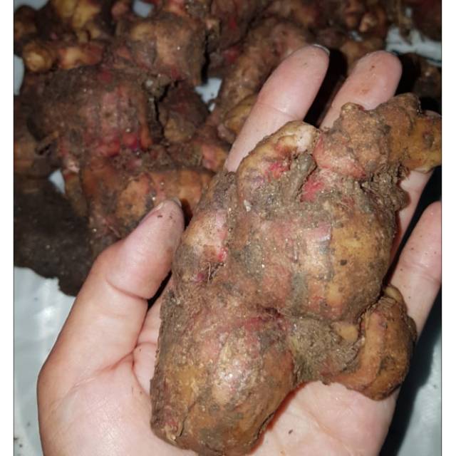 

Jahe merah asli 100-250 gram