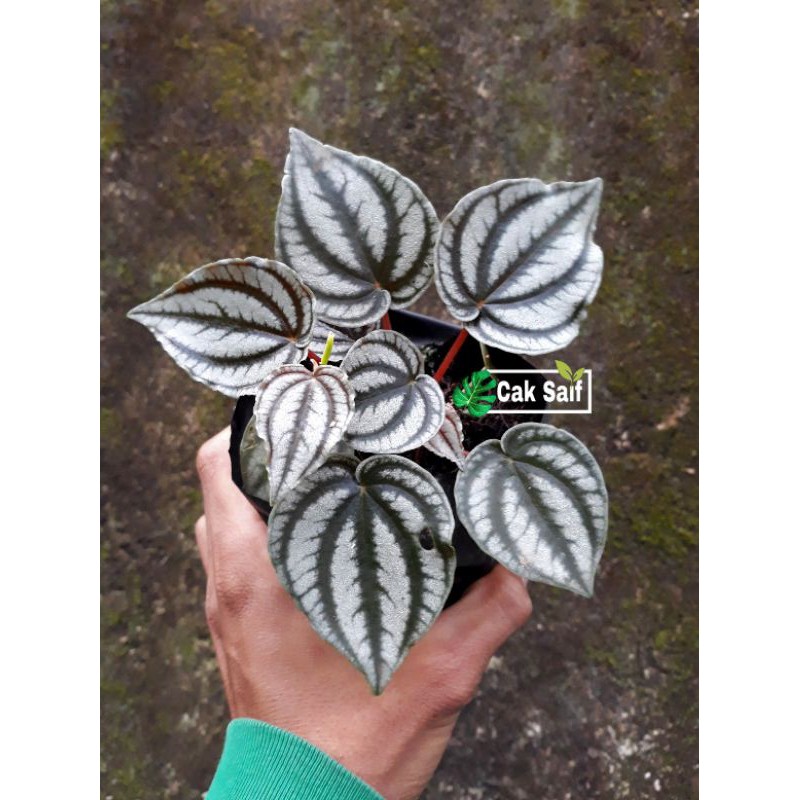 Tanaman Hias Peperomia Napoli / Peperomia Napoly / Peperomia