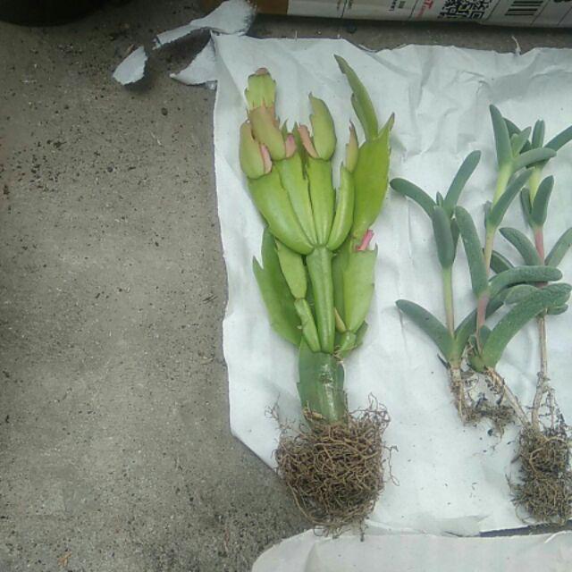 Kaktus Sekulen Kepiting