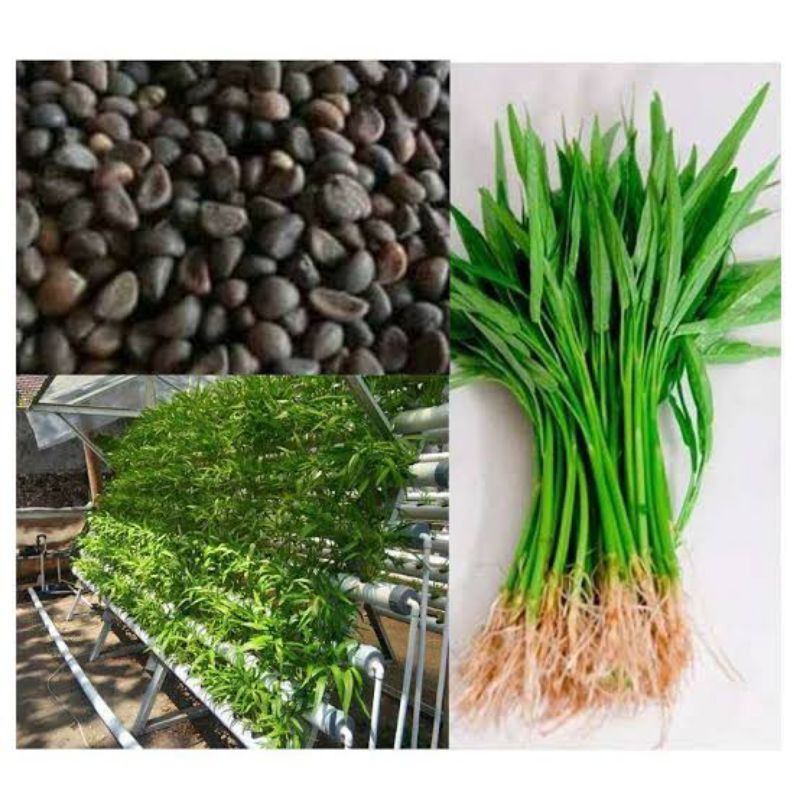 Benih Kangkung Unggul 1 Kg Tanpa Kandungan Air