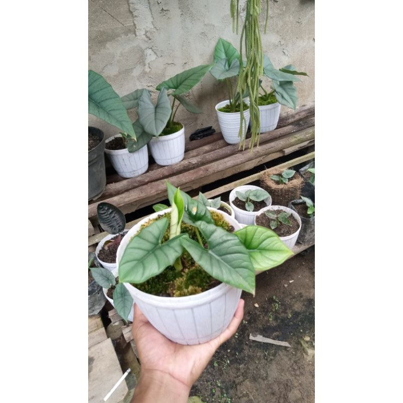 alocasia bisma