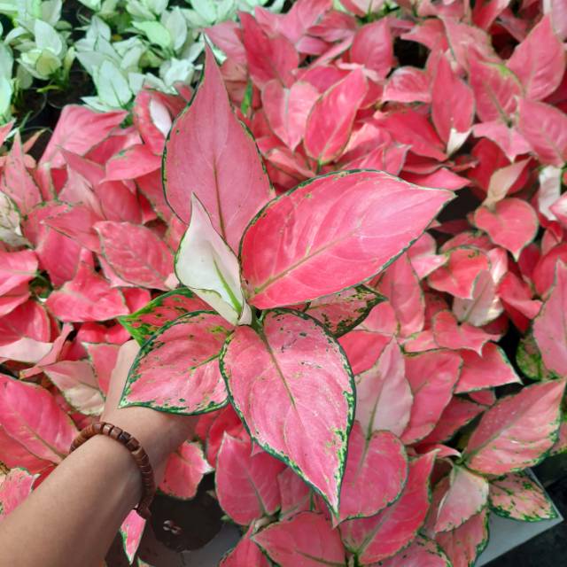 Aglonema Pink  anjamani  Aglaonema Pink anjamani  Standart 