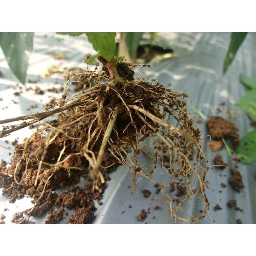 

Ready Murah Akar bandotan segar 1kg fresh segar dingin