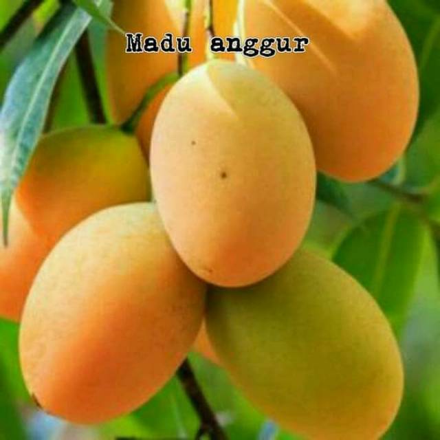 Bibit buah mangga madu anggur