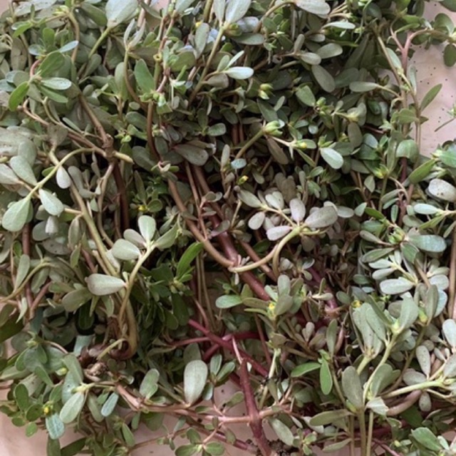 

daun krokot segar 1kg