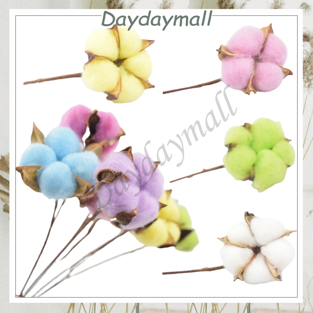 KB15 BUNGA KAPAS KERING / DRIED COTTON FLOWER ECER PER TANGKAI BUNGA HIAS [1KG=171PCS]