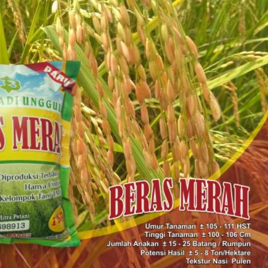 ✱ Benih Padi Beras Merah / Bibit Padi Beras Merah ✼