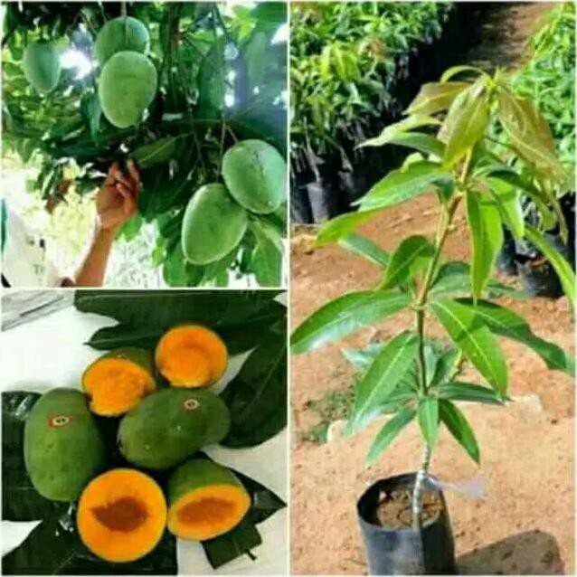 CreatV Bibit Tanaman Buah Mangga Alpukat Berbunga  Bibit Buah Mangga Alpukat