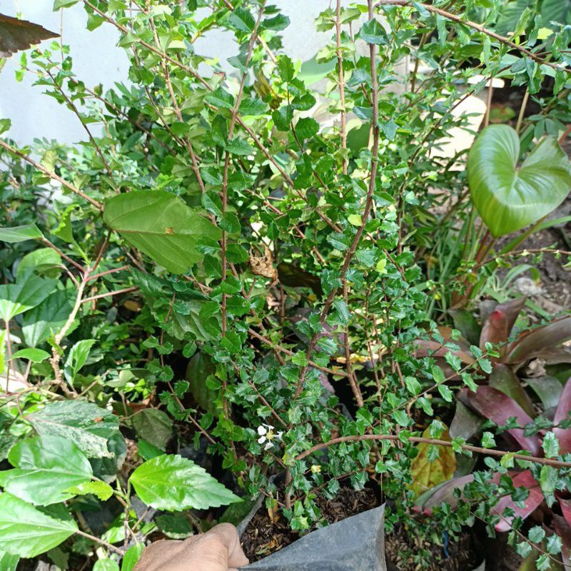 Promo bibit bonsai mirten
