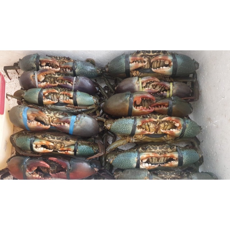 

Kepiting Hidup Jantan dan Telur