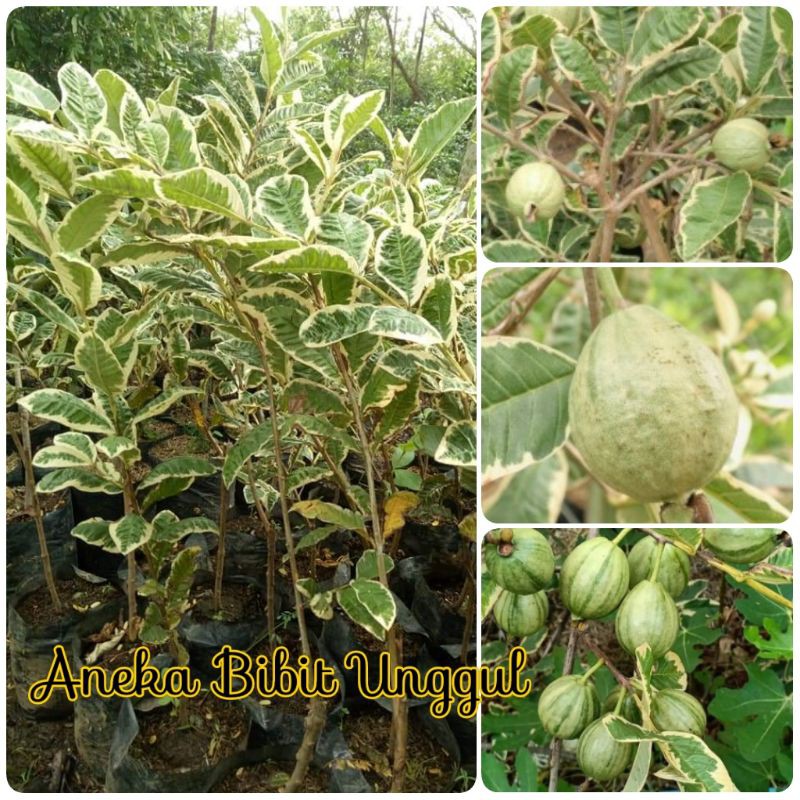 Sale Bibit Jambu Kristal Varigata Jambu Biji Variegata Aneka Bibit Unggul Nirwana 1Me5AlSkVnl5m