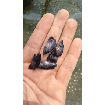 BIBIT/BENIH IKAN GURAME SOANG/GURSO/HITAM/KONSUMSI (GARANSI KEMATIAN).