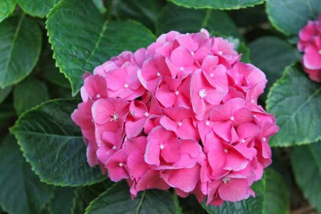bibit tanaman hortensia remaja /hidrangea pancawarna-2