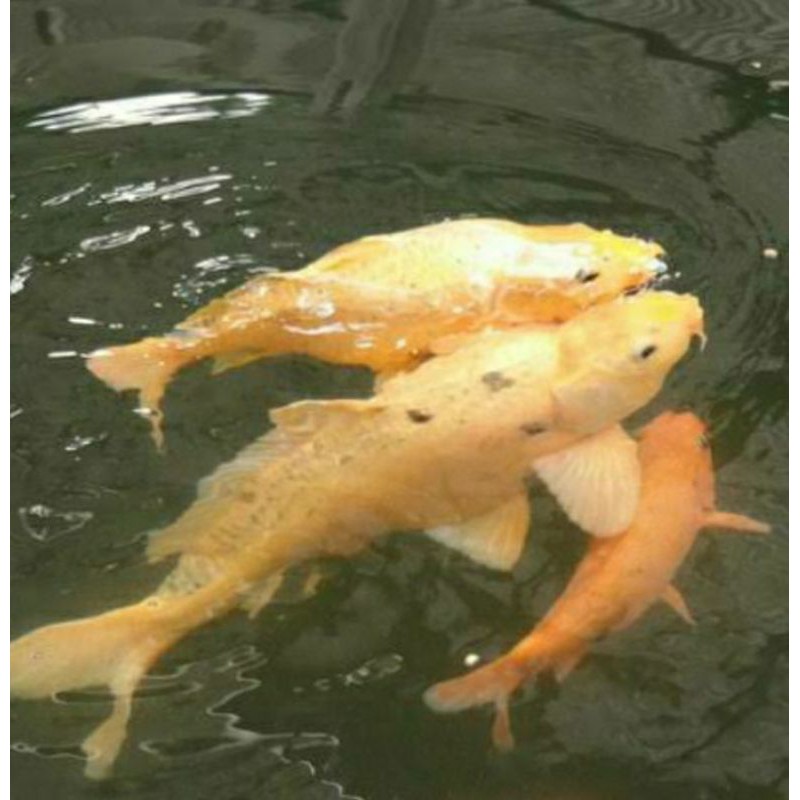Ikan mas warna penjinak murah