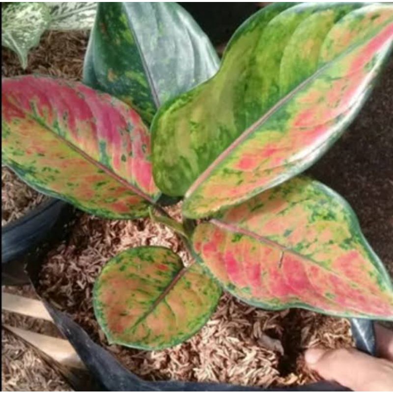 aglonema heng heng/aglonema heng heng murah